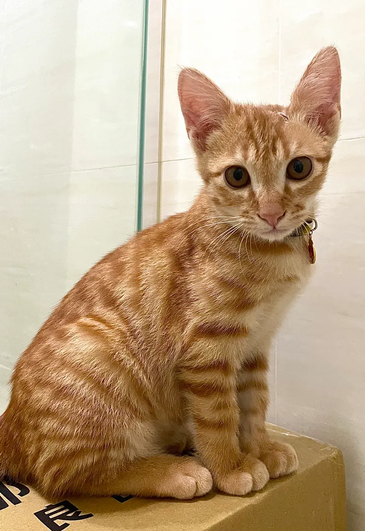 被成功收編的小巴，圖片為四個月大時拍攝。