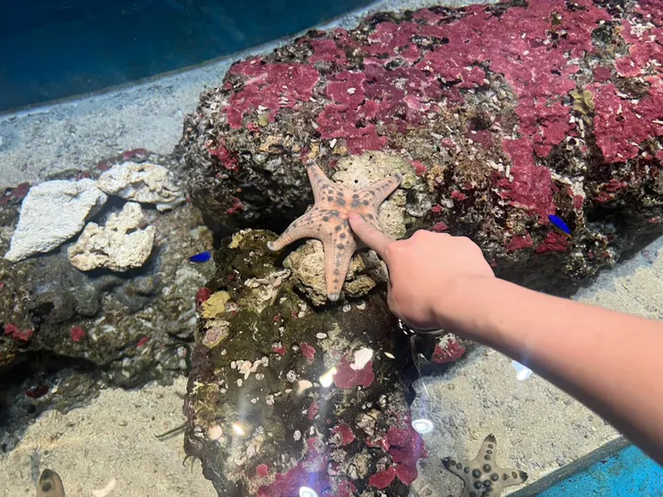 新加坡海洋館School of Fish