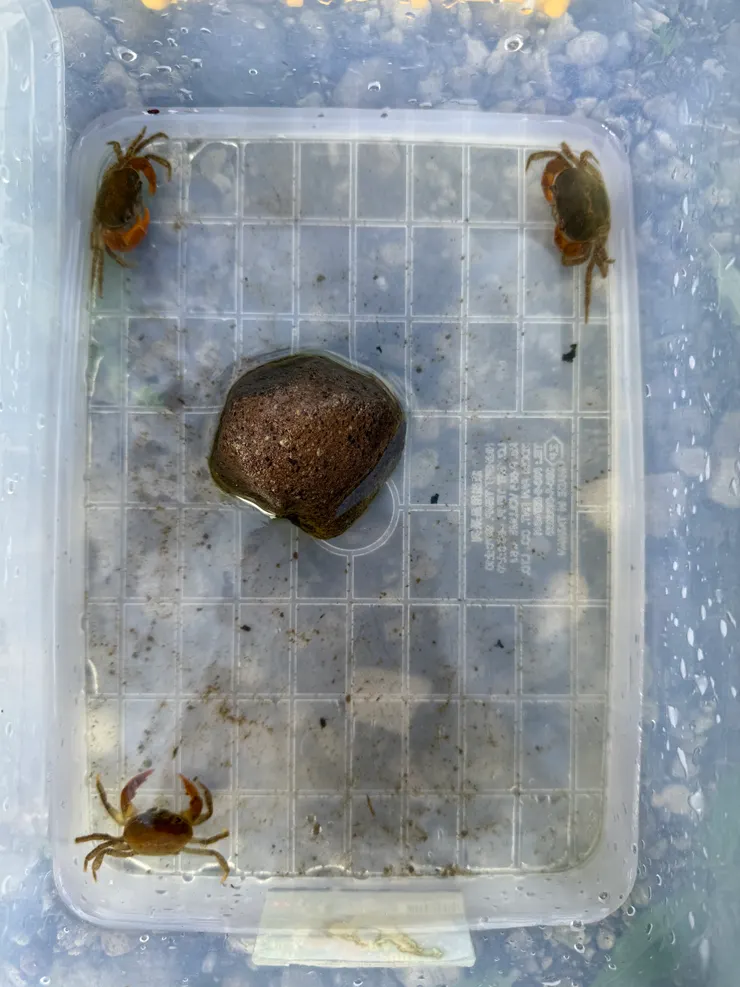 2025/10/10 抓到的螃蟹