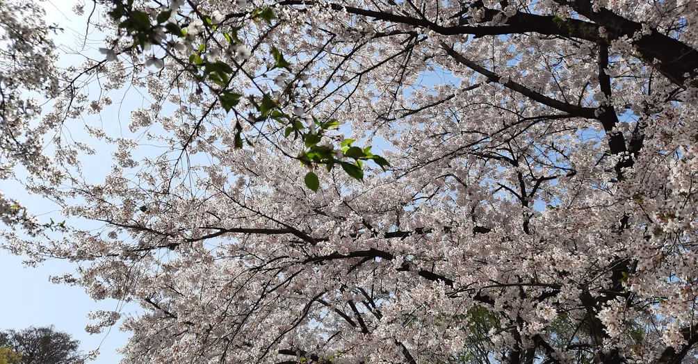 性感(雙)下巴線🌸
