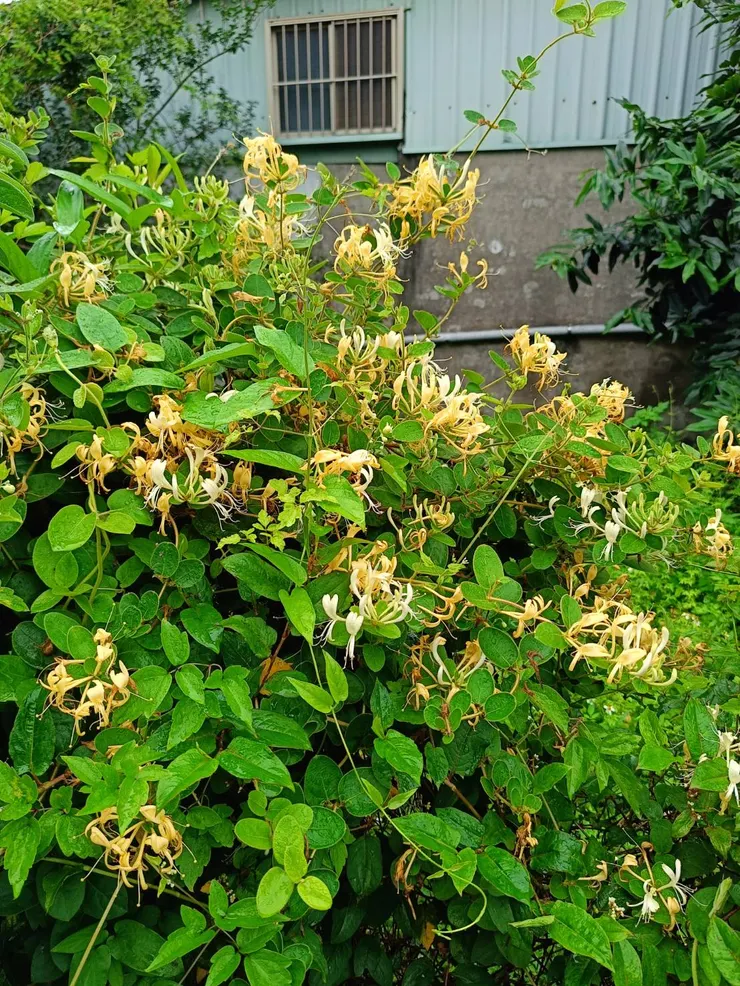 一團的忍冬藤蔓，卻可見兩種花色同時存在