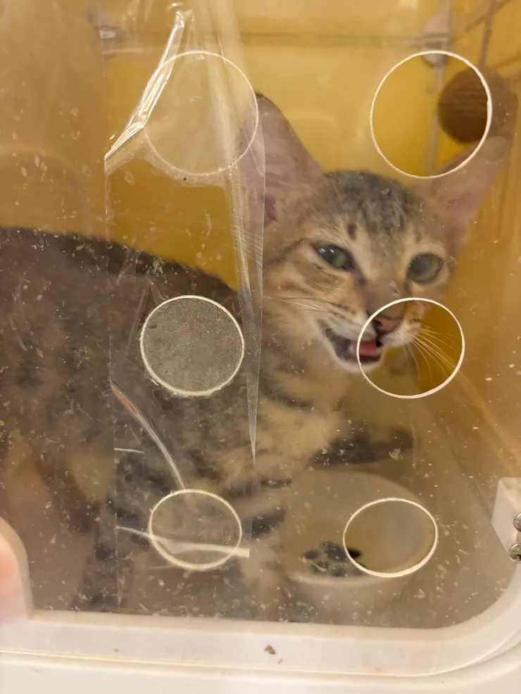 2025/10/11 我姐給我看的領養動物