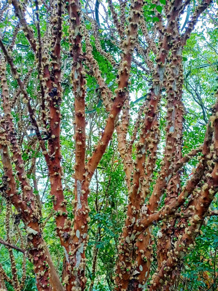 開滿花的樹葡萄