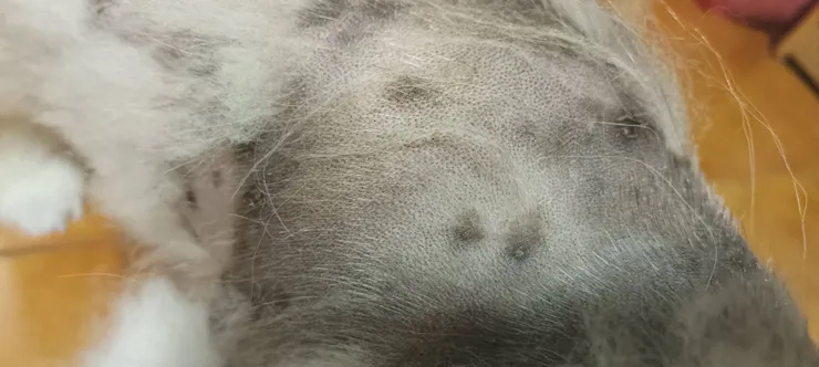 育毛中中中🐾～　請給我們一點時間