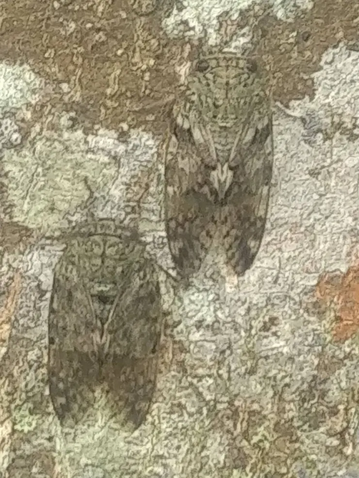 完美隱身的小蟪蛄