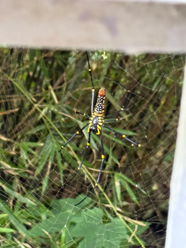 2025/09/29 山上的大蜘蛛