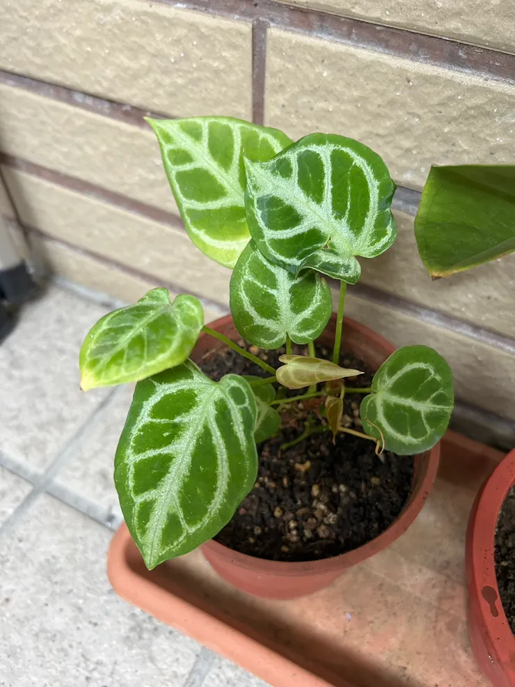 2025年的水晶花燭