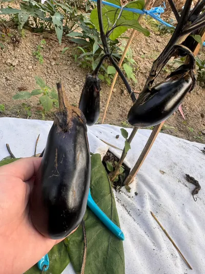 雖然醜醜，但是還是喜悅的採收~