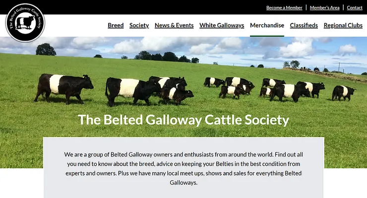 Belted Galloway