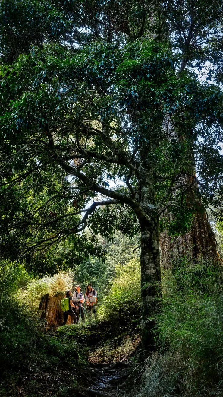 陡上坡度落差不小，雖然很累但路上的大樹吸引大家駐足欣賞，暫時忘卻疲憊。