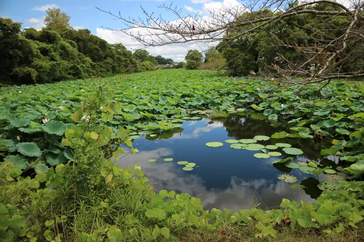 意外看到超大一片蓮、荷花池