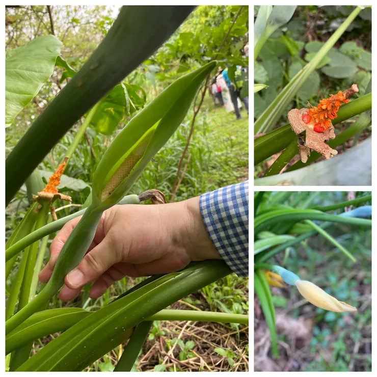 姑婆芋：姑婆芋是靠果蠅授粉，這株姑婆芋正好可見到它的各種型態。