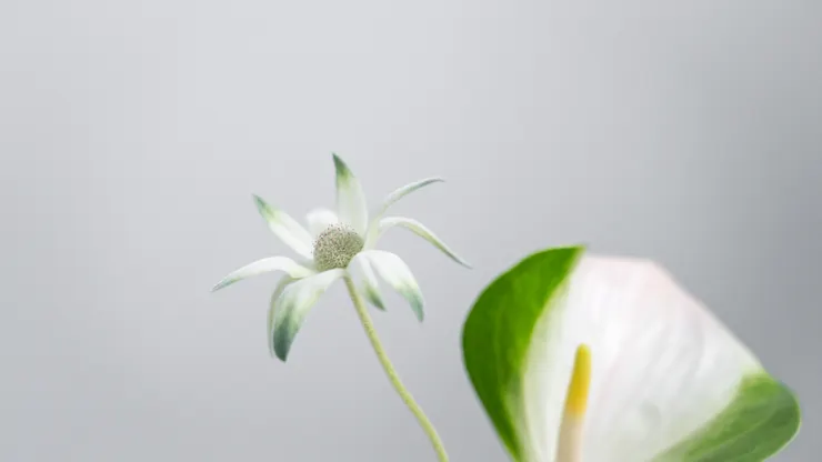 花藝創作除了尋常生活中的美感，也是向內探索平衡。