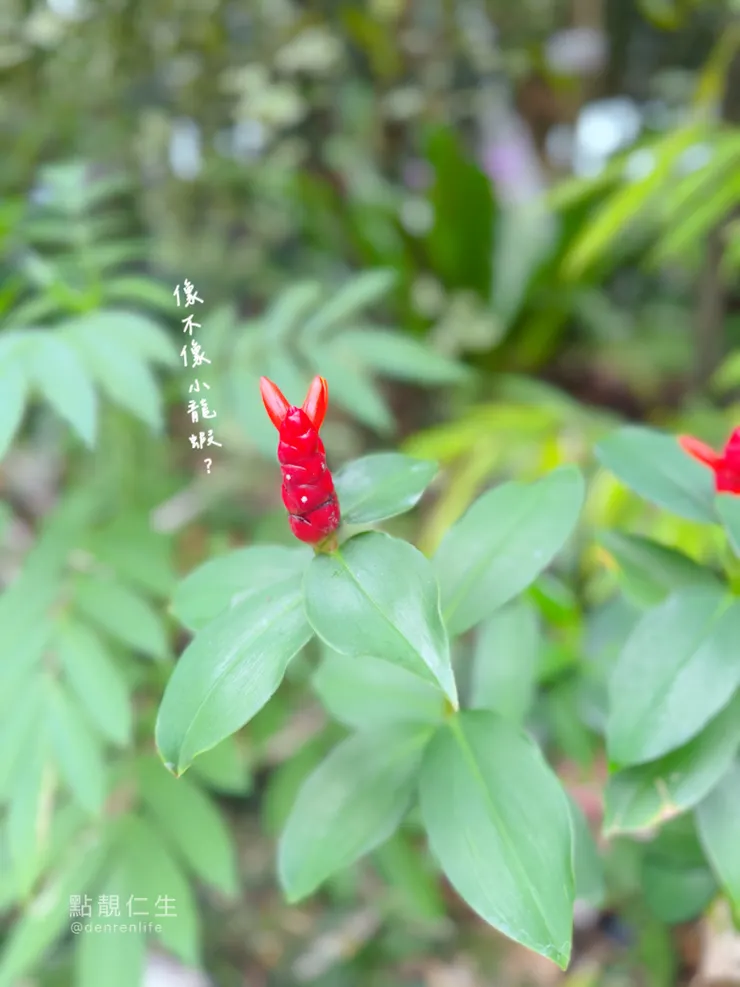 像極了小龍蝦｜台北典藏植物園