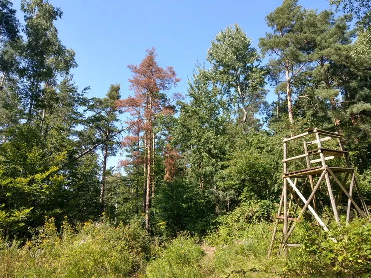 另一處木製高架座椅