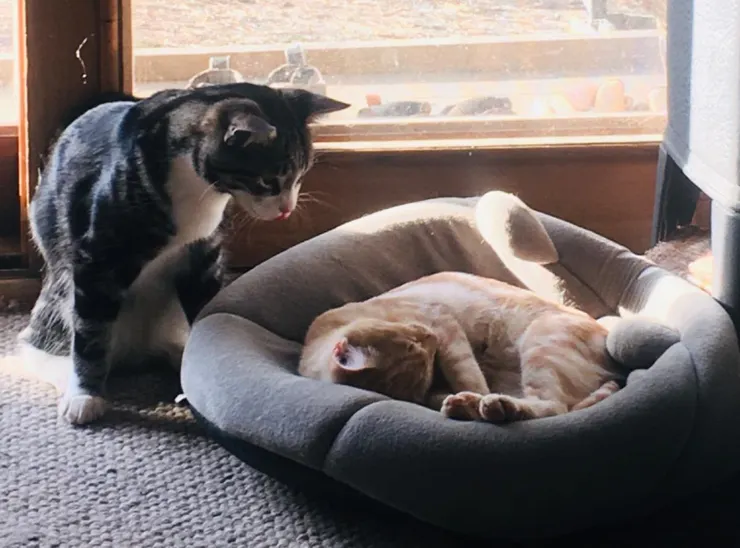 你睡成這樣 我要怎麼睡阿?