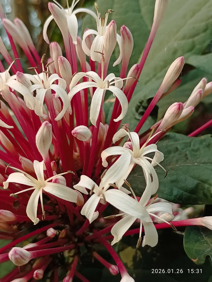 一路花開風敲竹