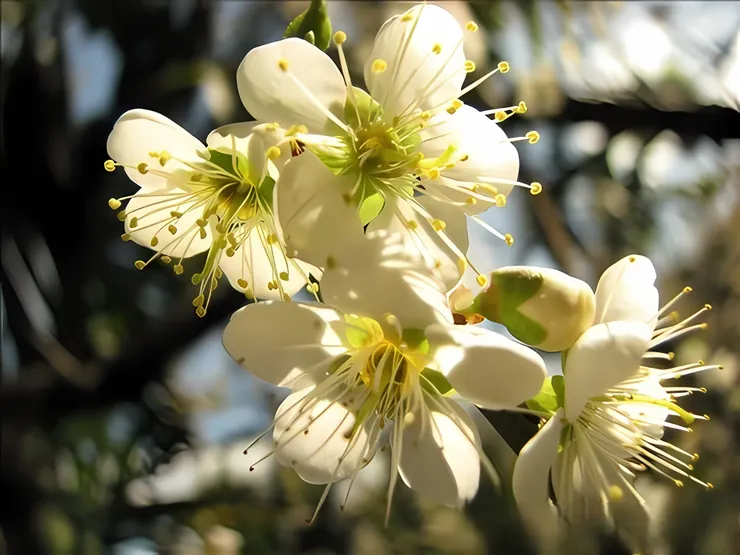 今人所熟悉的梅花堅忍不拔的精神，與越冷越開花的品德，遲至南宋才形成。  梅花的審美具有高度人文的美學意涵，也是傳統花卉中最具德性意涵者，非一般花木可以比擬。