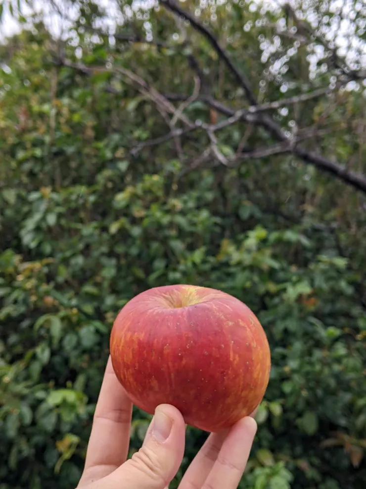 平平安安🍎