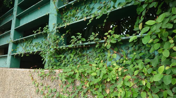 wall of a police station