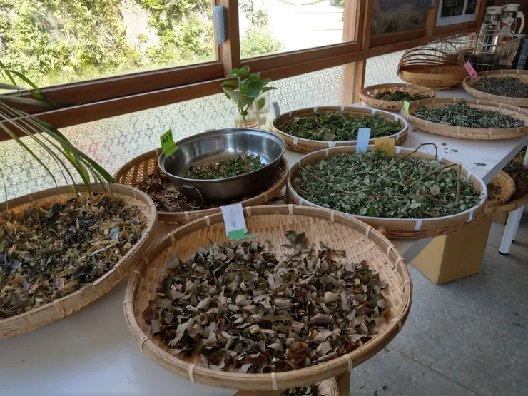 各種當地採集的香草植物