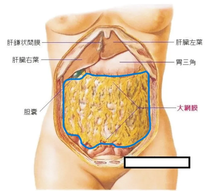 圖片若有侵權請告知刪除腹網膜圖片來源https://www.shop2000.com.tw/%E5%8F%B0%E7%81%A3%E9%86%AB%E7%99%82%E4%BF%9D%E5%81%A5%E6%96%B0%E8%81%9E%E7%B6%B2/product/p15783268