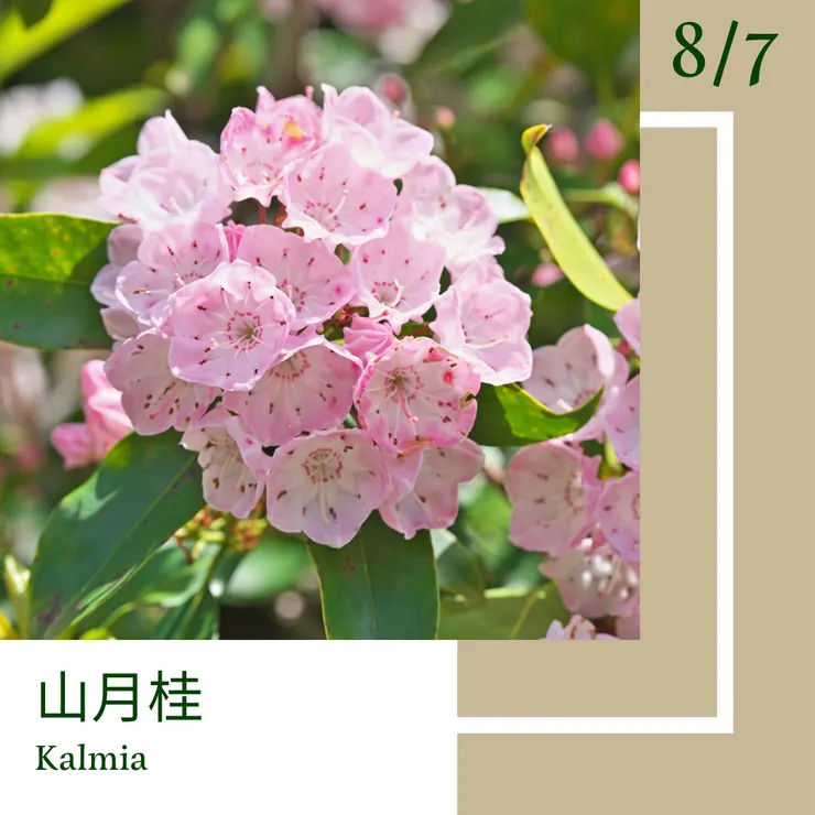 8月7日-『一日一花．一色』-山月桂．亞麻色