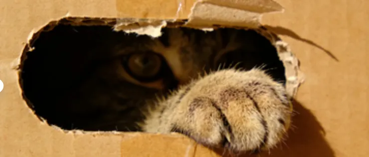 毛孩硬塞進狹小的紙箱，身體四周被緊密包覆，代表沒有任何死角會受到攻擊。紙箱就是牠的「全金屬裝甲」。