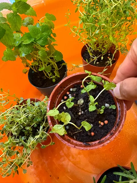 薄荷3吋盆,4顆超小苗,誇張耶!乾脆自己育苗好了~