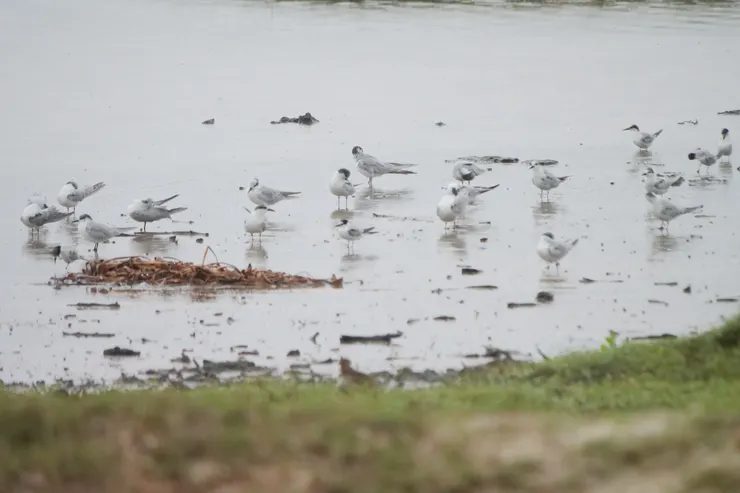 斯里蘭卡最容易看到的Whiskered Tern