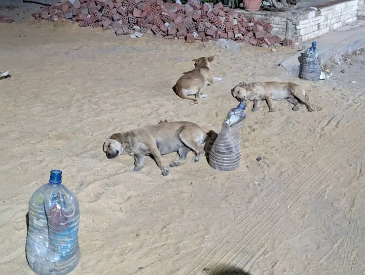 ㄇ字型睡姿(筆者自攝)