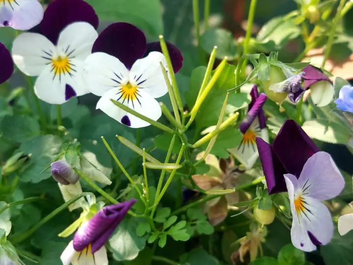 經常與盆栽中的草花一起共生的細葉碎米薺