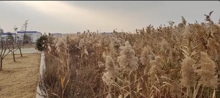 大丰廠保留地上種滿的油菜花已入冬