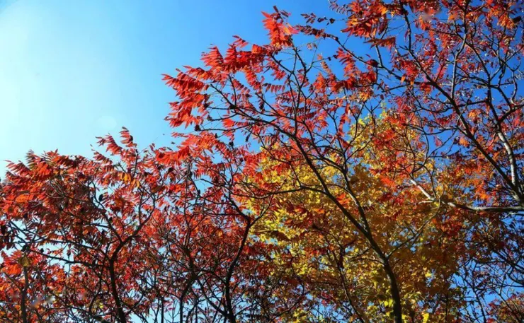 點點紅黃成了秋日勝景
