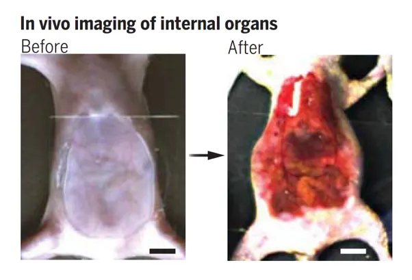使用檸檬黃色素之前和之後的小鼠腹部。（引用自: Ou et al., Science, 2024)
