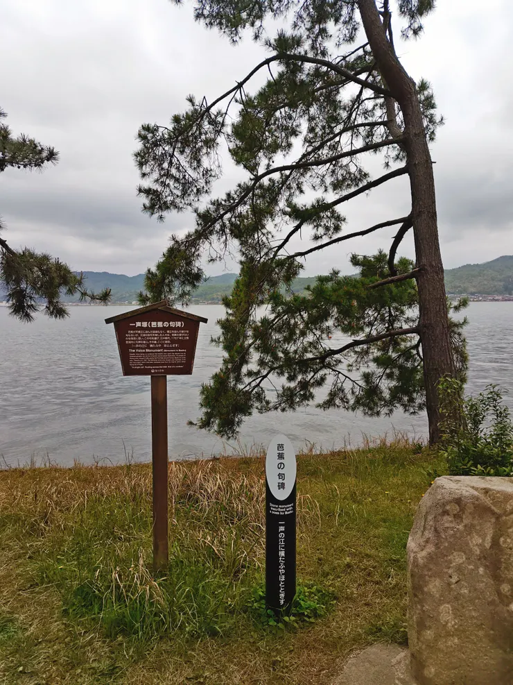 天橋立公園 松並木