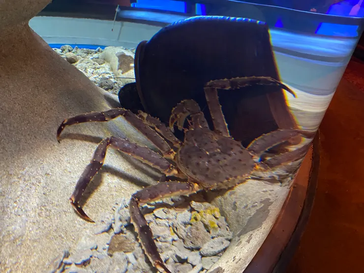 感覺很好吃的帝王蟹