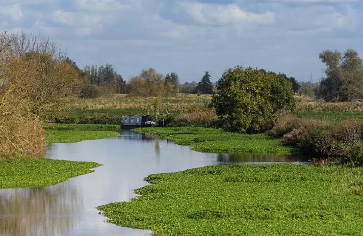 水草漫生的康河