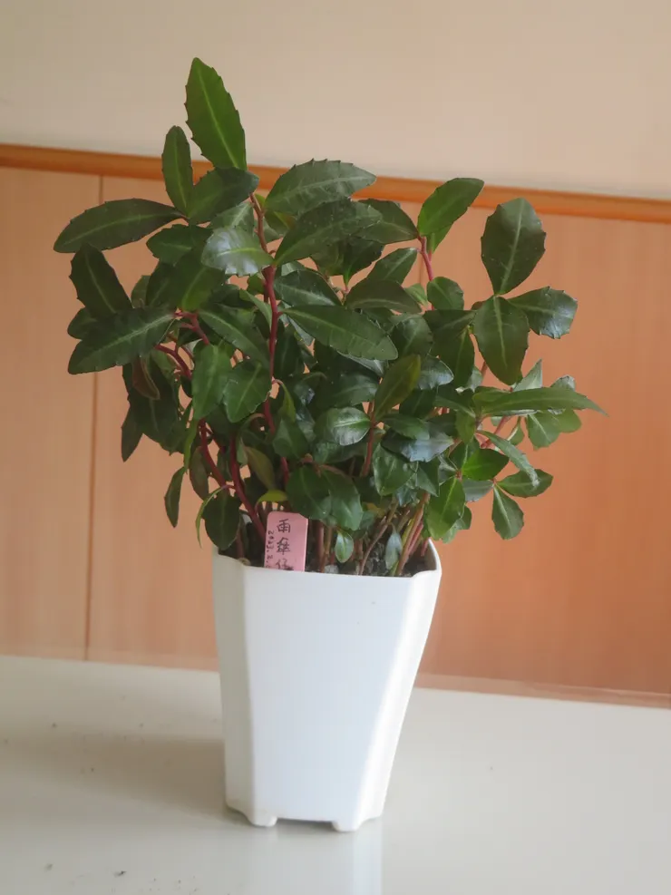 蘆洲慈濟112.11.09