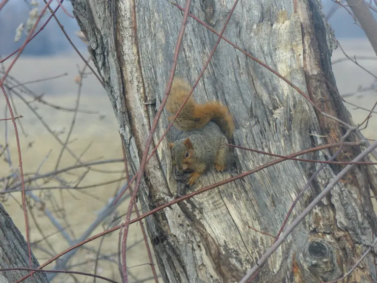 沒有美人，只有寶座的寂寞鼠王