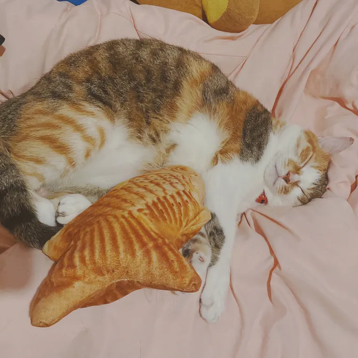 附上一張零壓力的小金爽睡照🥰