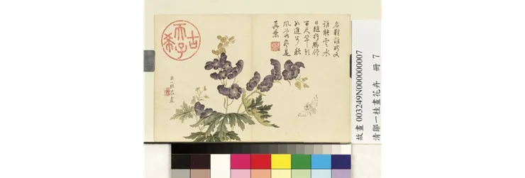 鄒一桂的僧鞋菊。圖片取自台北故宮博物院網站。