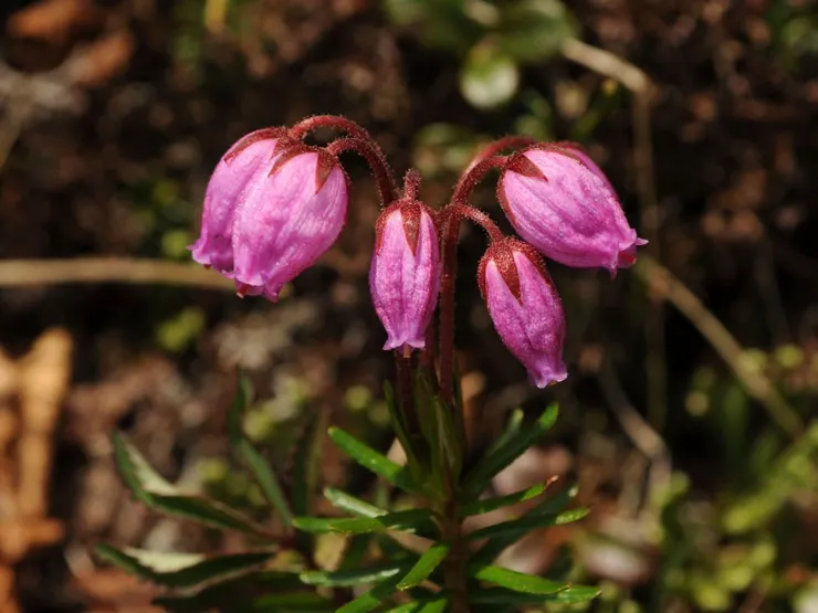 松毛翠Phyllodoce caerulea