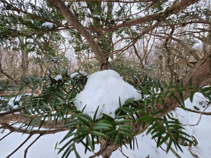 覺得可愛隨手拍樹上的積雪