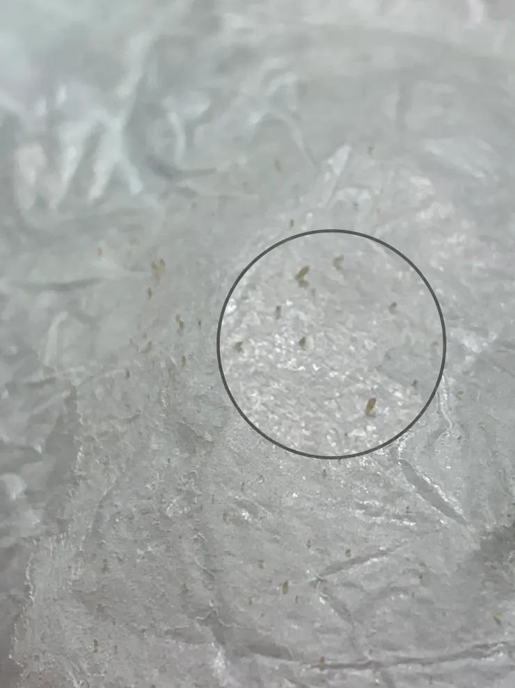 拔出根根的粉刺林