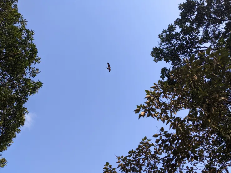 大冠鷲在藍天盤旋