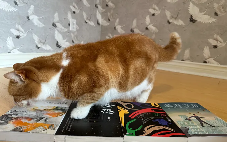 林燃小姐姐的《女怨》被踩在Cha Cha 大師的雪白小腳下面，我真的很抱歉，沒有任何不敬之意。