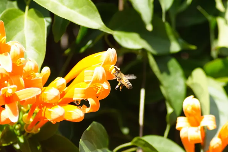 炮仗花不是主角，主角是蜜蜂