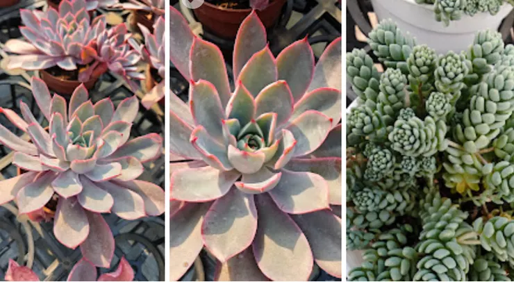 室內綠植（淨化空氣+提升顏值）