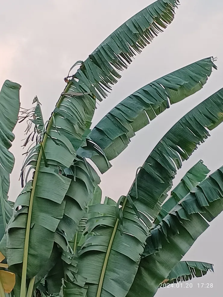 芭蕉葉碎聽寒聲，自拍攝